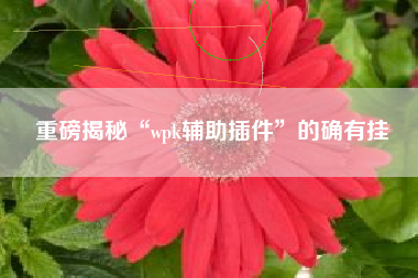 重磅揭秘“wpk辅助插件”的确有挂